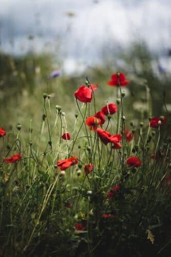 Rituals associated with Remembrance Day