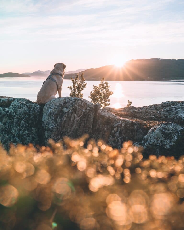 What is a pet loss ceremony?