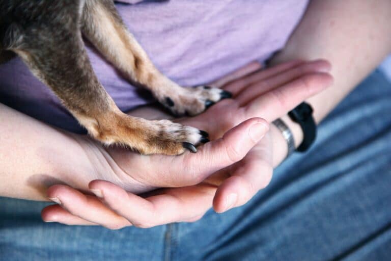 The importance of a pet loss ceremony